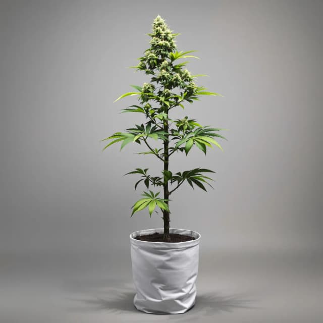 Godzilla Cookies cannabis seeds packaging — Royal King Seeds Australia