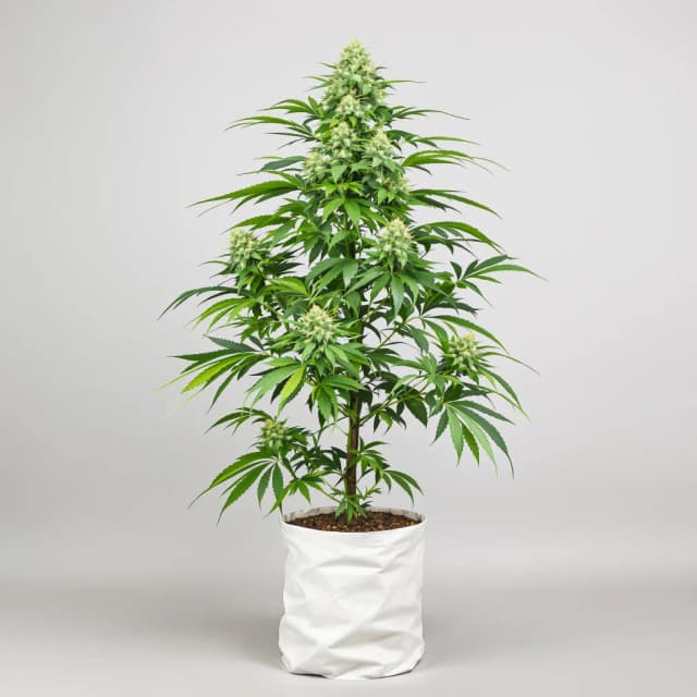 Grease Monkey cannabis seeds packaging — Royal King Seeds Australia