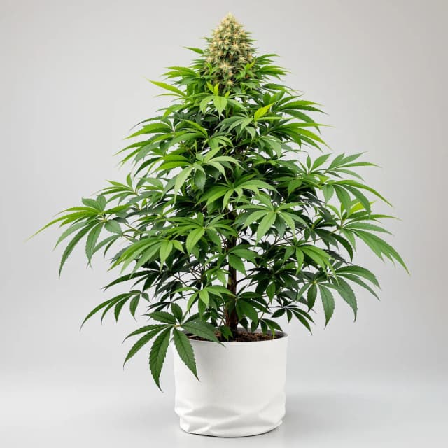 Green Poison cannabis seeds packaging — Royal King Seeds Australia