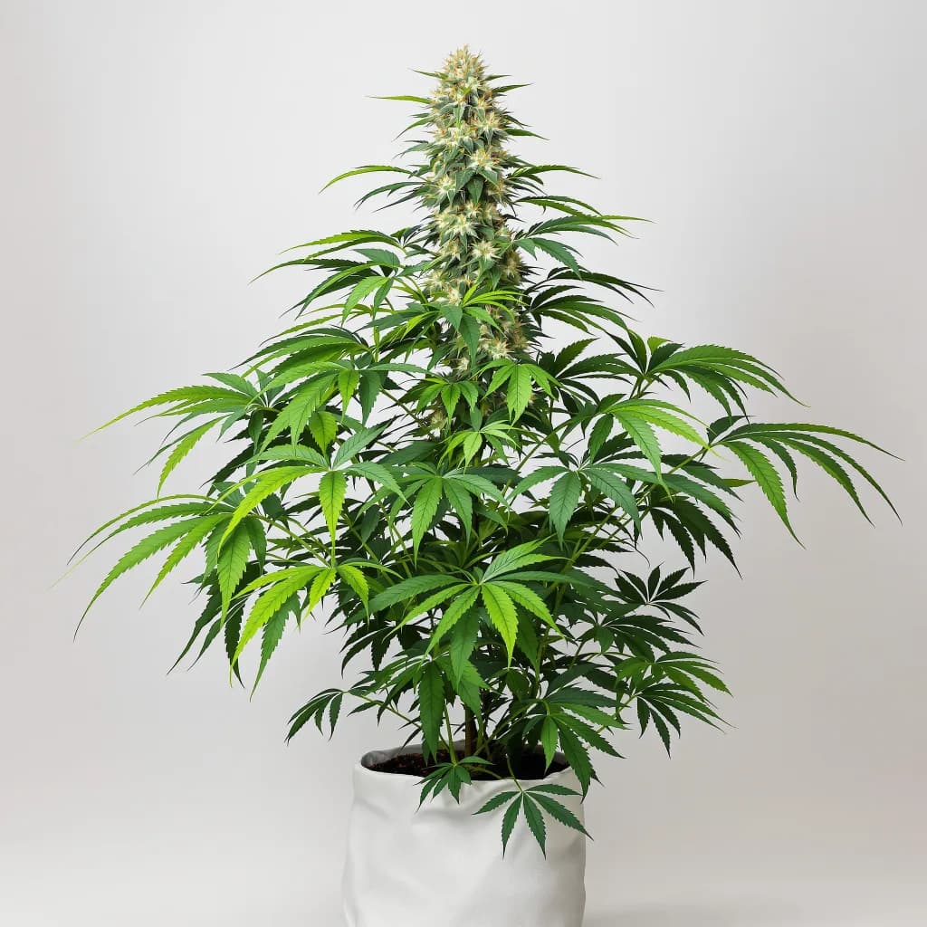 Green Ribbon cannabis seeds packaging — Royal King Seeds Australia