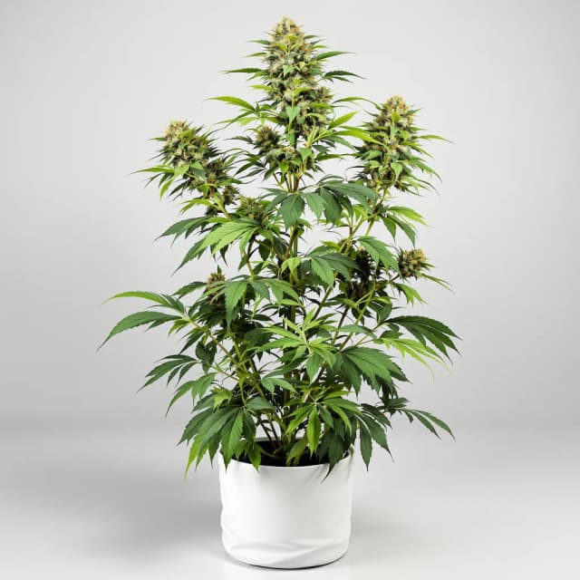Hippie Crippler cannabis seeds packaging — Royal King Seeds Australia