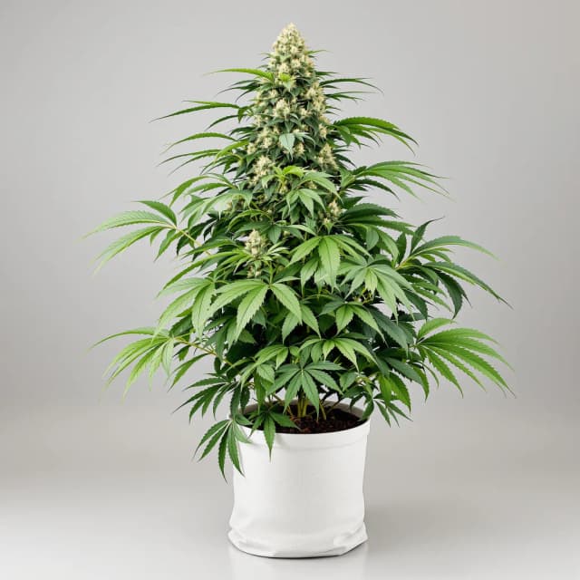 Illuminati OG cannabis seeds packaging — Royal King Seeds Australia
