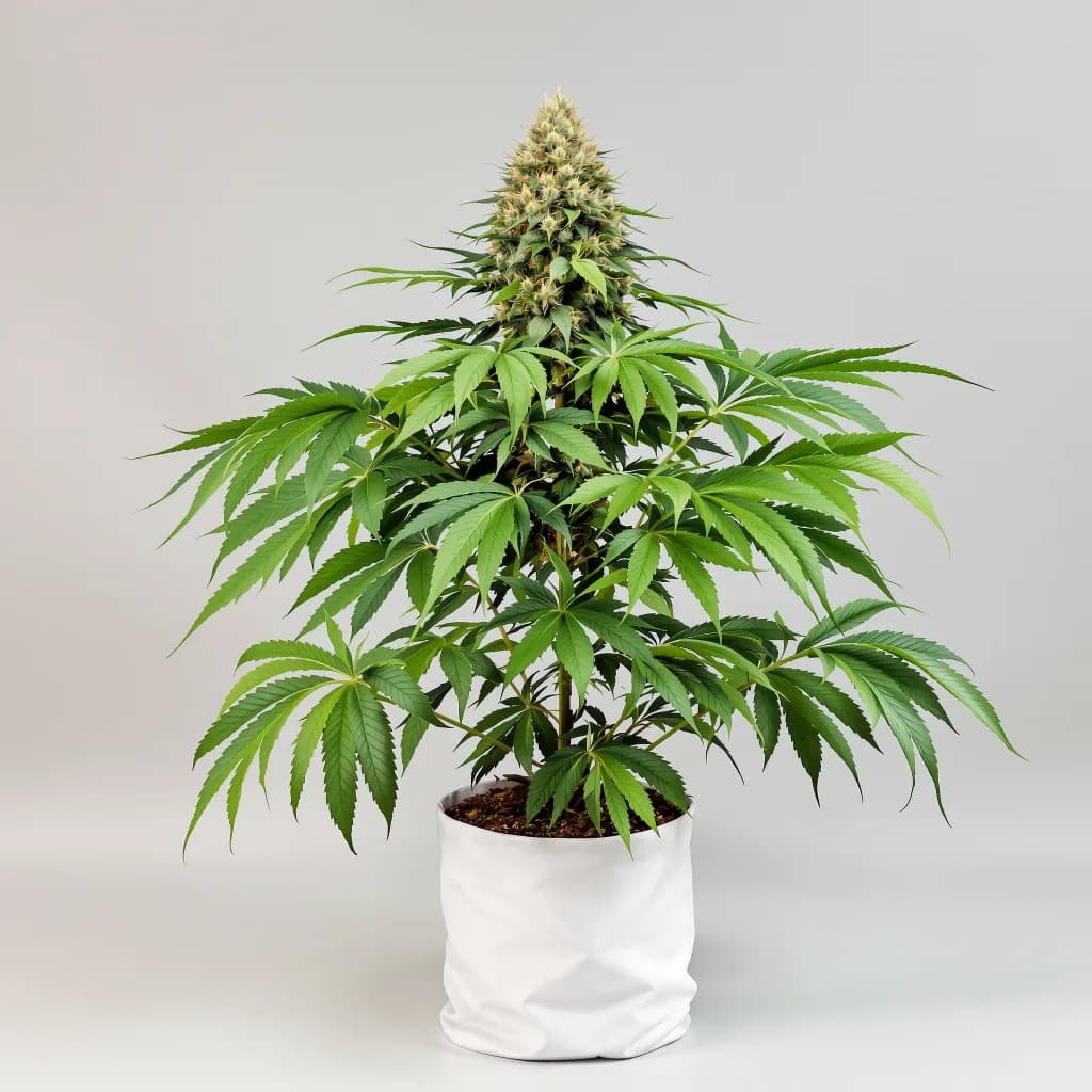 Jager cannabis seeds packaging — Royal King Seeds Australia