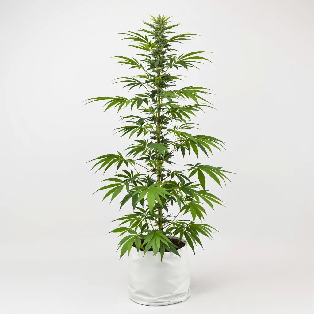 Jesus OG cannabis seeds packaging — Royal King Seeds Australia