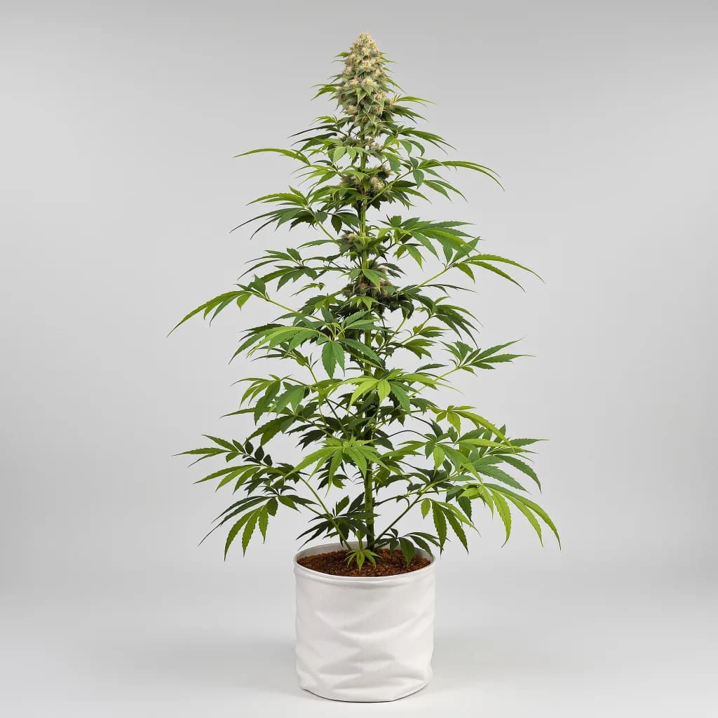 Kush Mints cannabis seeds packaging — Royal King Seeds Australia