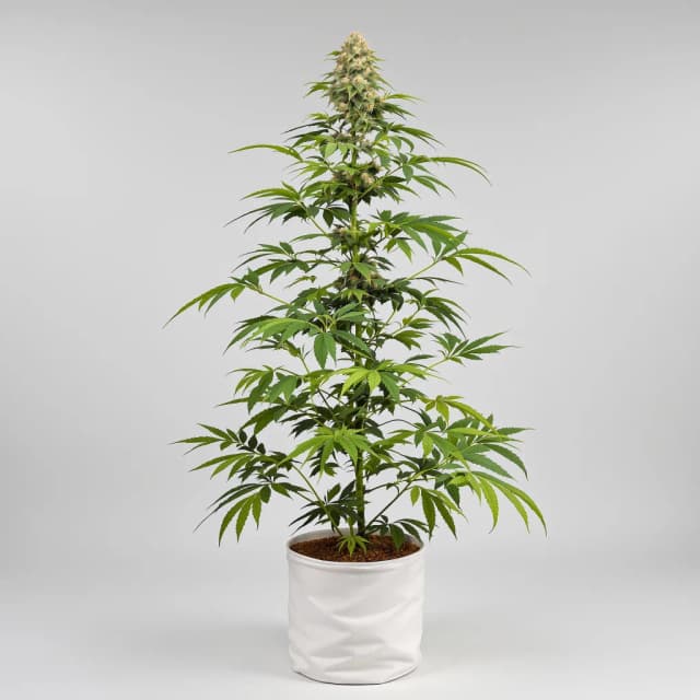 Kush Mints cannabis seeds packaging — Royal King Seeds Australia