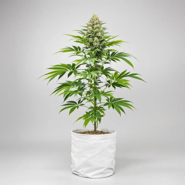 Lavender Jones cannabis seeds packaging — Royal King Seeds Australia