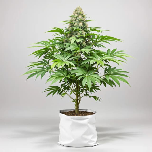 Lemon Daddy cannabis seeds packaging — Royal King Seeds Australia