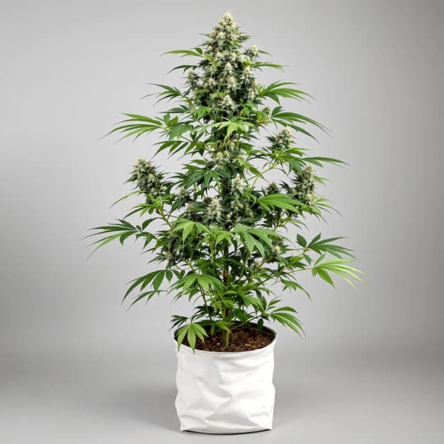 Lowryder cannabis seeds packaging — Royal King Seeds Australia