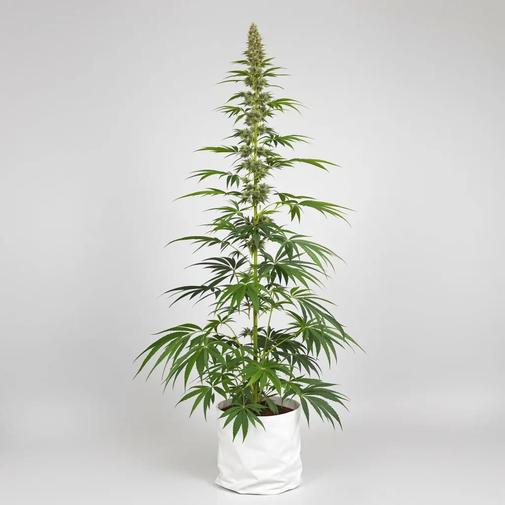 Lucid Dream Kush cannabis seeds packaging — Royal King Seeds Australia