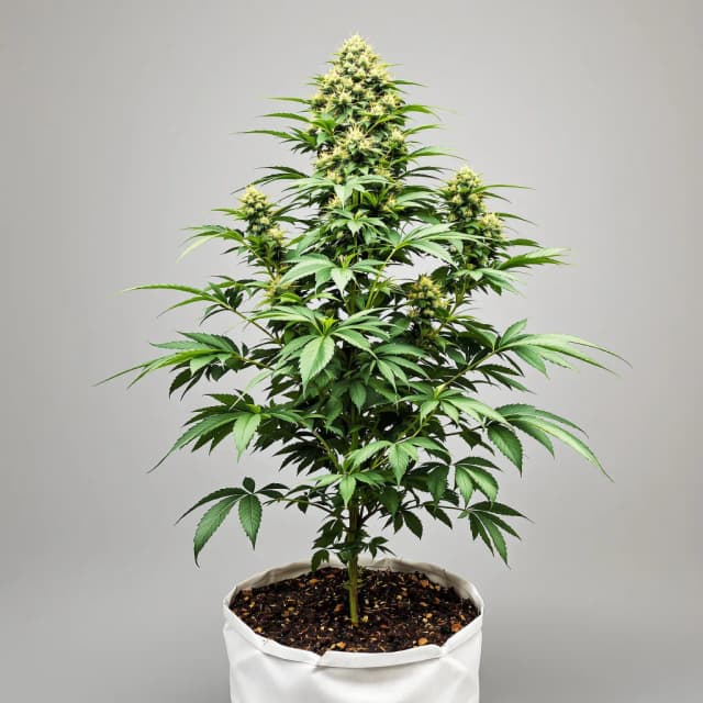 Mazar x Blueberry cannabis seeds packaging — Royal King Seeds Australia