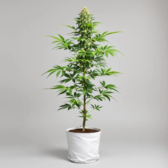 Midnight cannabis seeds packaging — Royal King Seeds Australia