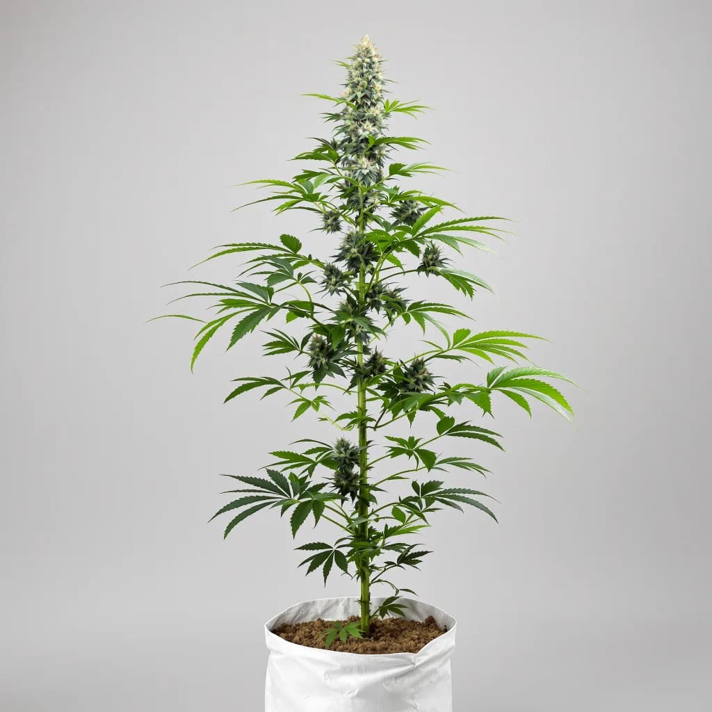Mob Boss cannabis seeds packaging — Royal King Seeds Australia