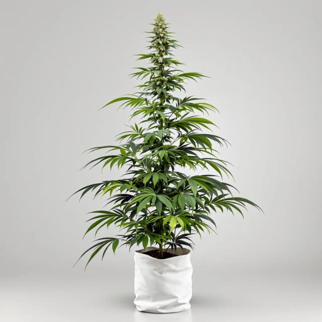 Neptune Kush cannabis seeds packaging — Royal King Seeds Australia