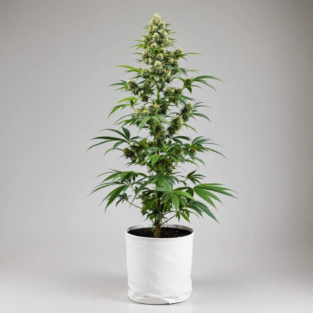 OG Diesel Kush cannabis seeds packaging — Royal King Seeds Australia