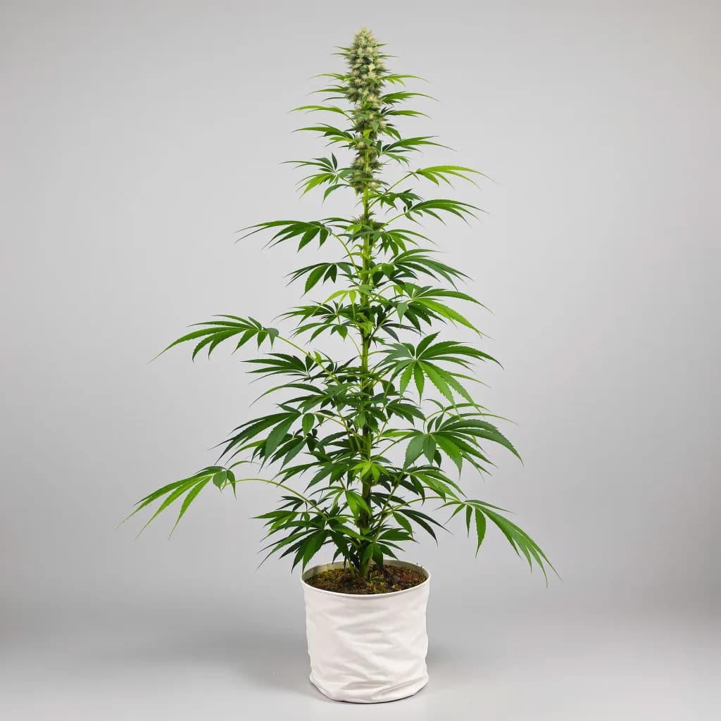 Pine cannabis seeds packaging — Royal King Seeds Australia
