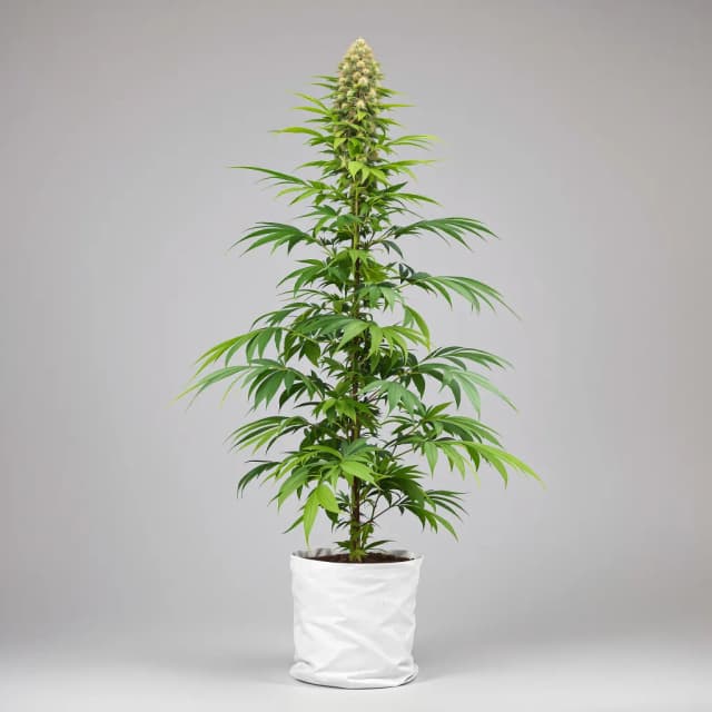 Pineapple Mayhem cannabis seeds packaging — Royal King Seeds Australia