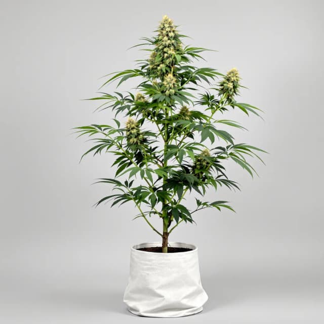 Platinum GSC cannabis seeds packaging — Royal King Seeds Australia