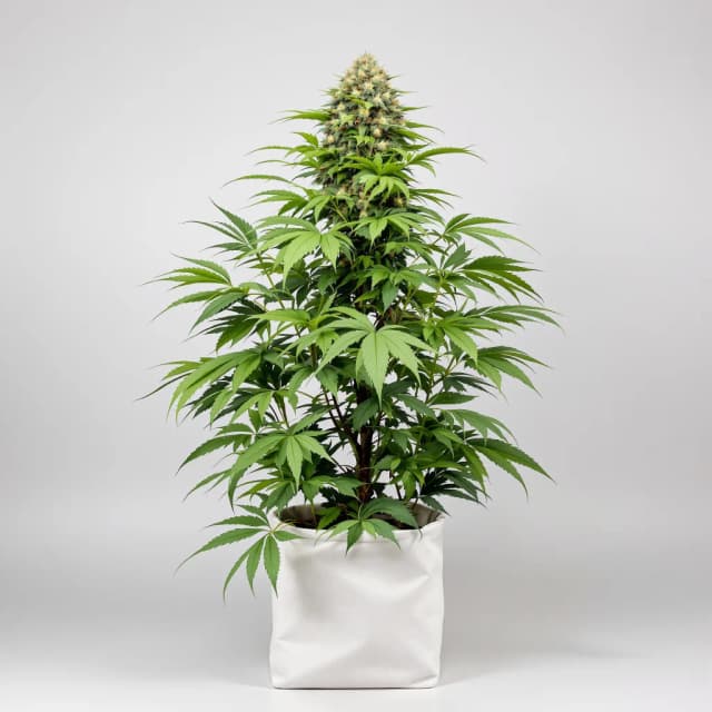 Purple Alien OG cannabis seeds packaging — Royal King Seeds Australia