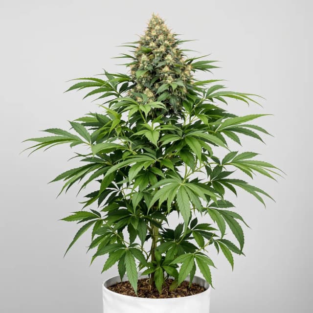 Purple Monkey Balls cannabis seeds packaging — Royal King Seeds Australia