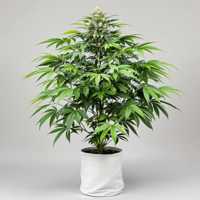 Purple Passion cannabis seeds packaging — Royal King Seeds Australia