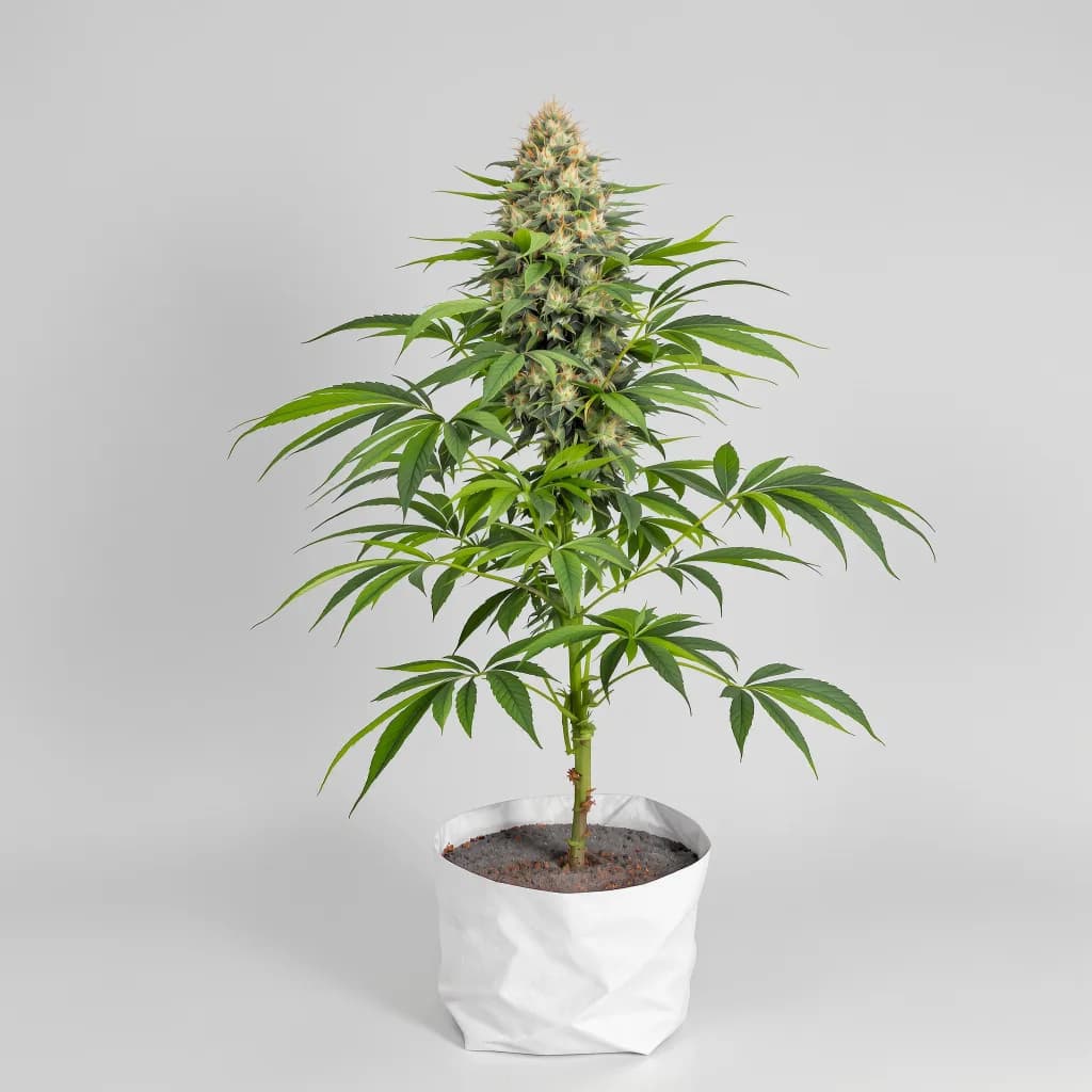 Purple Punch cannabis seeds packaging — Royal King Seeds Australia