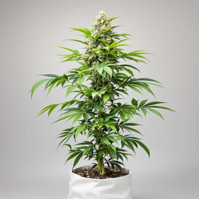 Purple Star cannabis seeds packaging — Royal King Seeds Australia