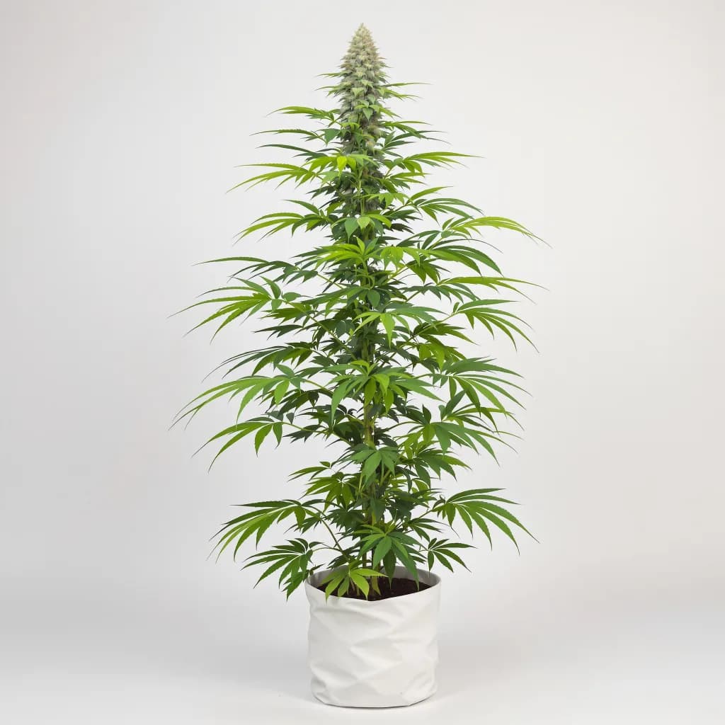 Red Congolese cannabis seeds packaging — Royal King Seeds Australia