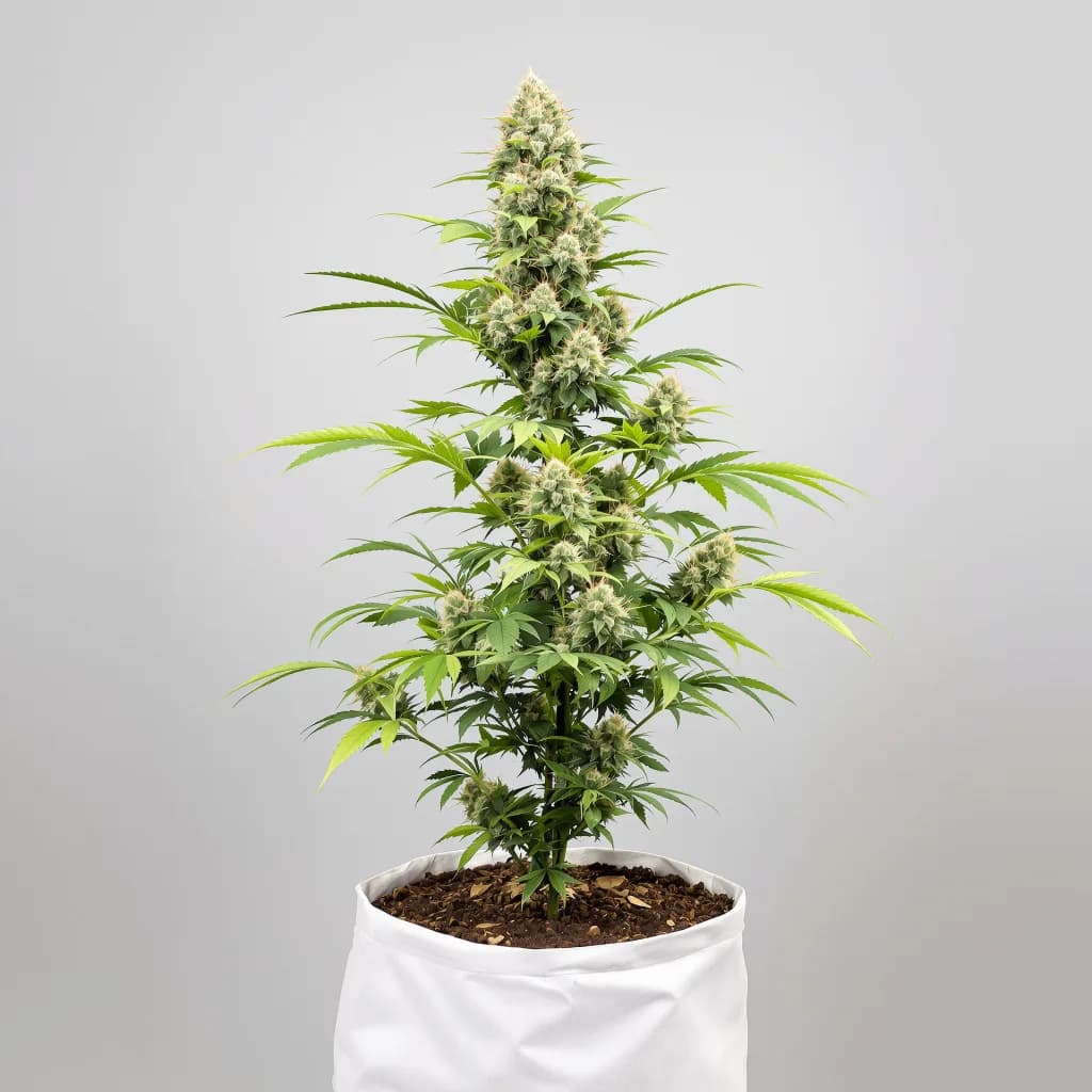 Red Widow cannabis seeds packaging — Royal King Seeds Australia