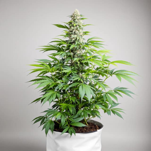 Remedy cannabis seeds packaging — Royal King Seeds Australia