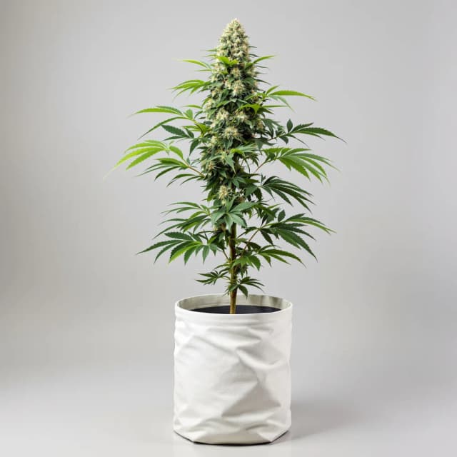 Sensi Skunk cannabis seeds packaging — Royal King Seeds Australia