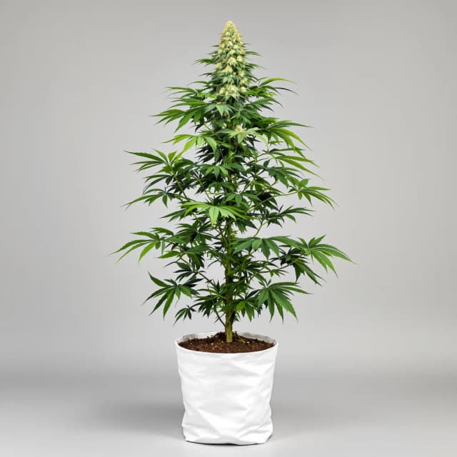 Silverfalls Kush cannabis seeds packaging — Royal King Seeds Australia