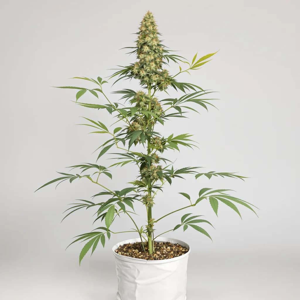 Sour Alien cannabis seeds packaging — Royal King Seeds Australia