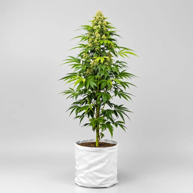 Sour Kush cannabis seeds packaging — Royal King Seeds Australia