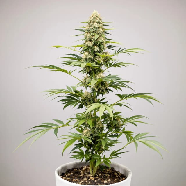 Sour Lemon OG cannabis seeds packaging — Royal King Seeds Australia
