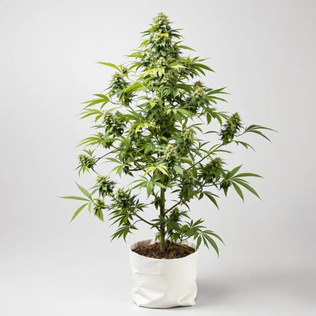 Strawberry Fizz Prerolls cannabis seeds packaging — Royal King Seeds Australia