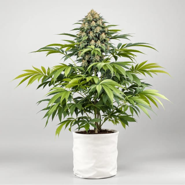 Super Bud cannabis seeds packaging — Royal King Seeds Australia