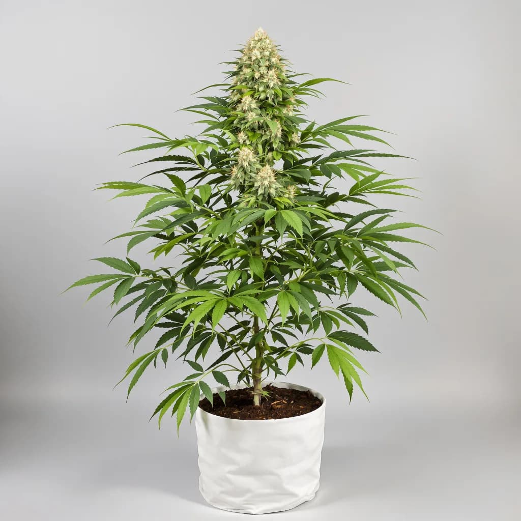 Sweet Baby Jane cannabis seeds packaging — Royal King Seeds Australia