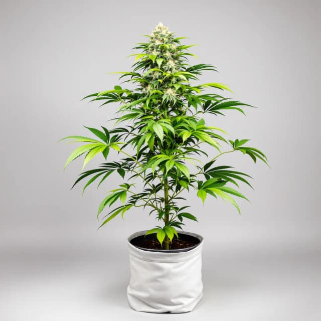 The Sister cannabis seeds packaging — Royal King Seeds Australia