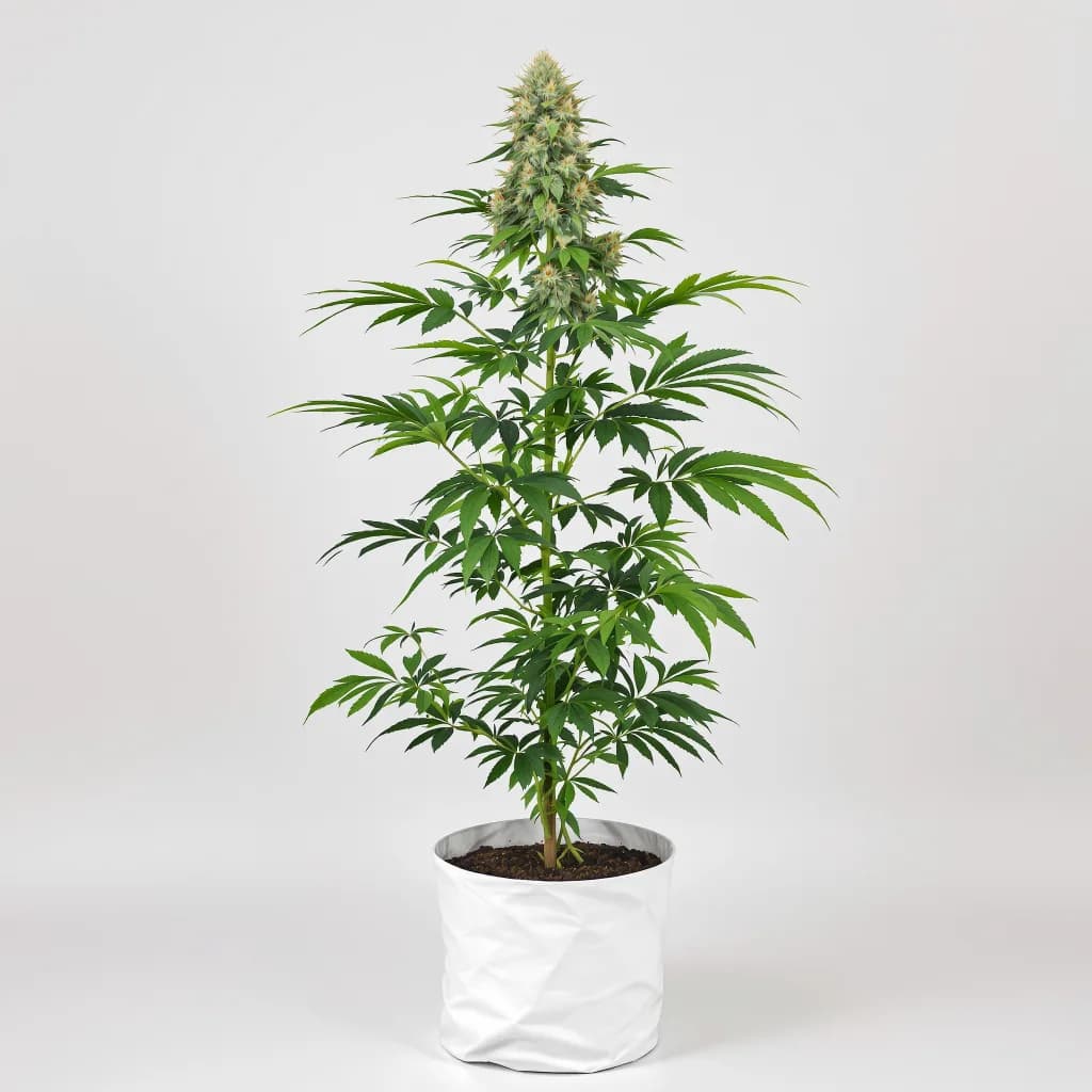Tutti Frutti cannabis seeds packaging — Royal King Seeds Australia