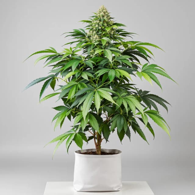 West OG cannabis seeds packaging — Royal King Seeds Australia
