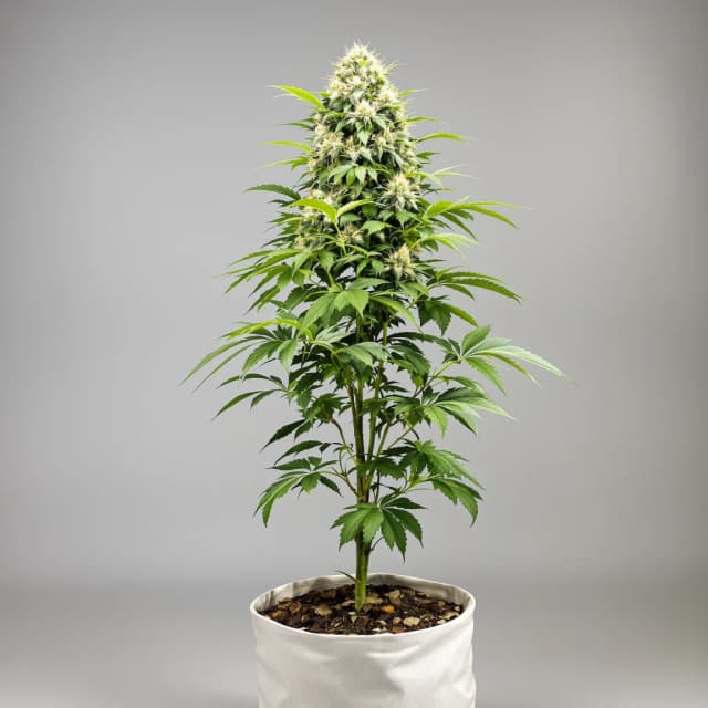 White Runtz cannabis seeds packaging — Royal King Seeds Australia