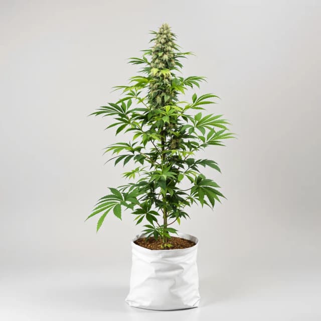 Willys Wonder cannabis seeds packaging — Royal King Seeds Australia