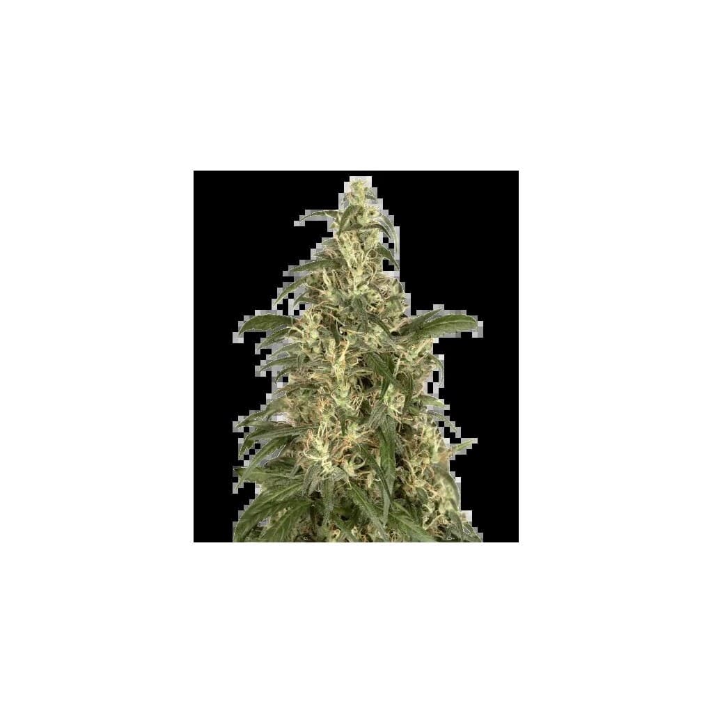 CBD Cream & Cheese cannabis seeds packaging — Royal King Seeds Australia