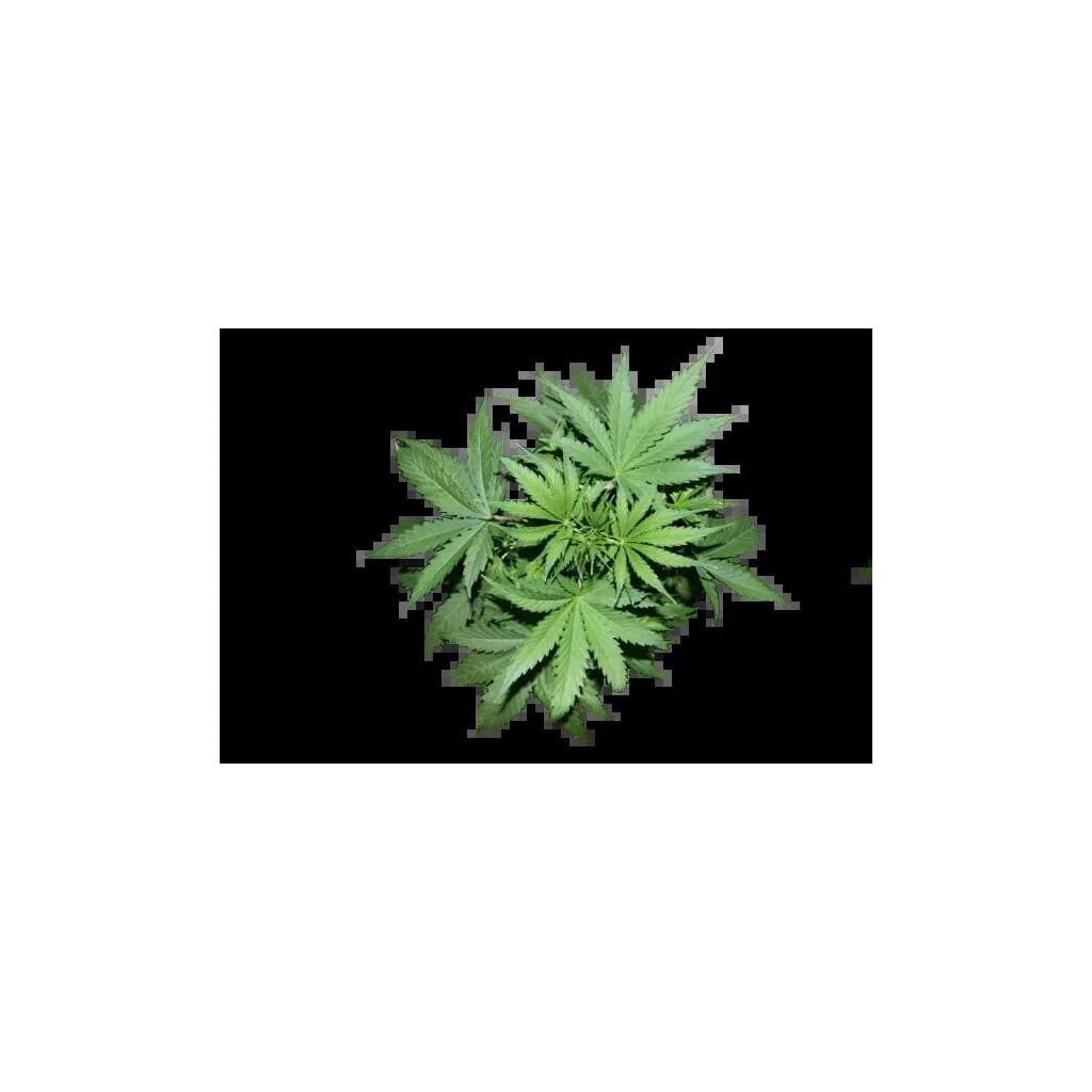 Pandora’s Box cannabis seeds packaging — Royal King Seeds Australia