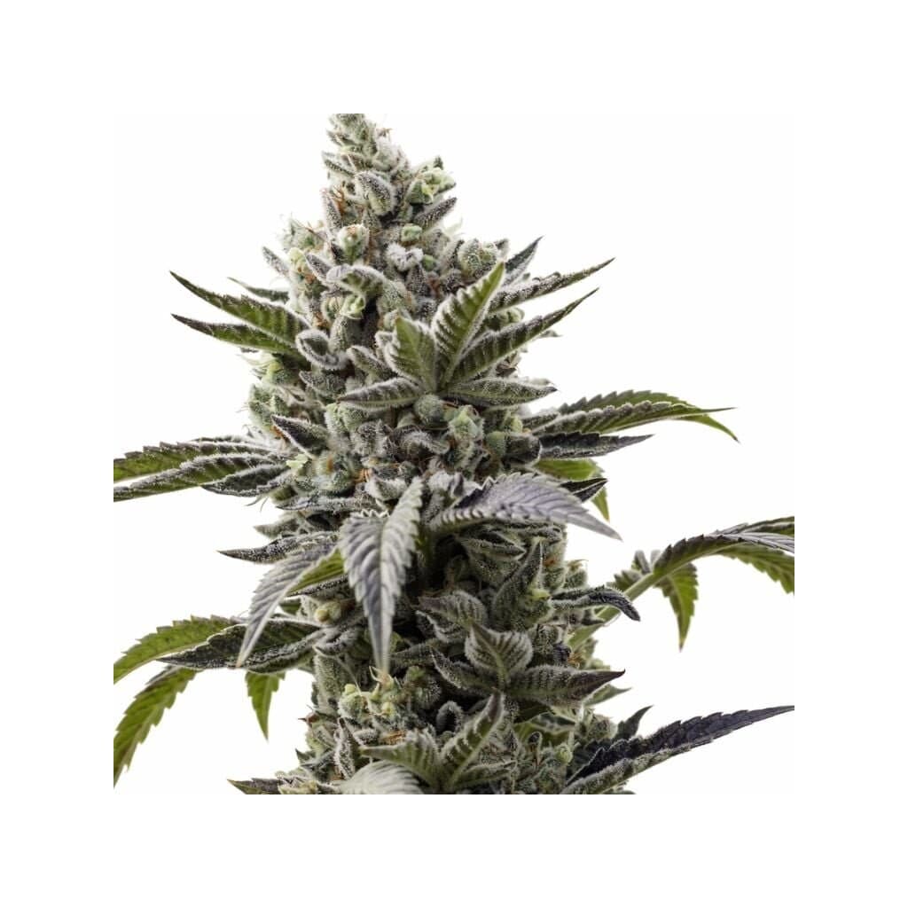 Scott's OG cannabis seeds packaging — Royal King Seeds Australia