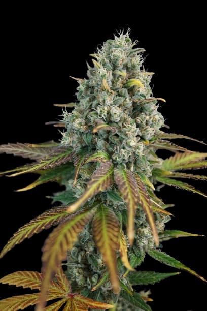 13 Dawgs cannabis seeds packaging — Royal King Seeds Australia