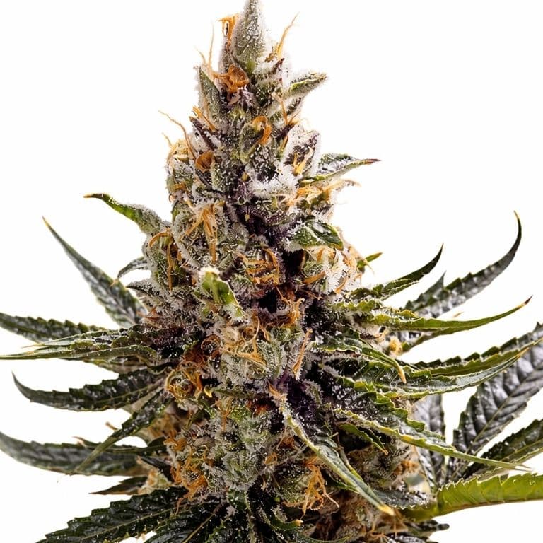 24k Gold cannabis seeds packaging — Royal King Seeds Australia