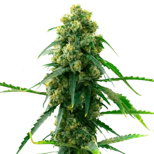 3 Kings cannabis seeds packaging — Royal King Seeds Australia