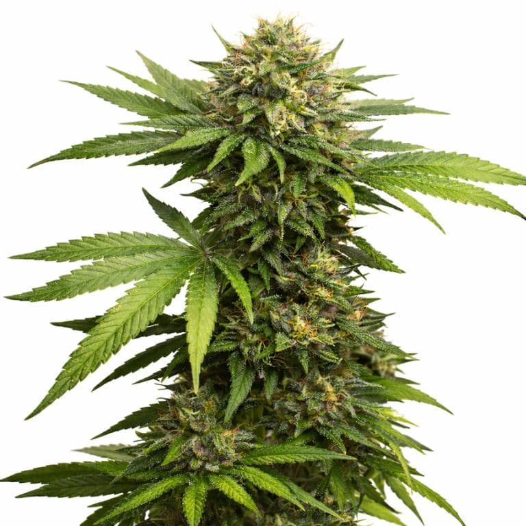 303 OG cannabis seeds packaging — Royal King Seeds Australia
